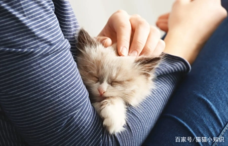 新手养猫指南，这些基本常识一定要记牢 